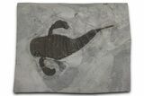 Eurypterus (Sea Scorpion) Fossil - New York #369242-1